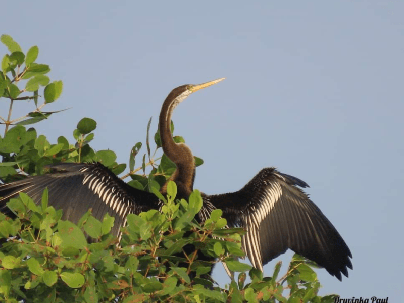 Adventures of Kalametiya – Druvinka&nbsp;Paul