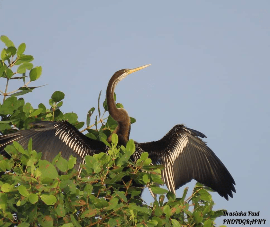 Adventures of Kalametiya – Druvinka&nbsp;Paul