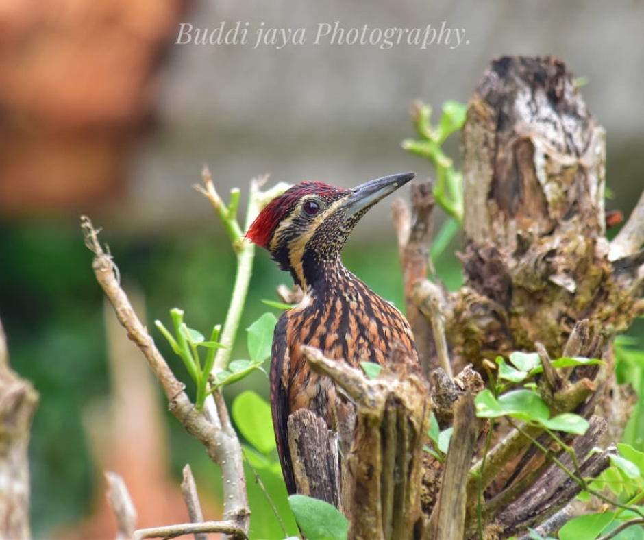 Bird Watching Diaries by Buddhi Jaya – Kalametiya Sri&nbsp;Lanka